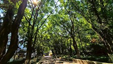 绿树成荫（长湖校区）